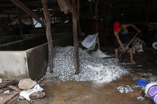 Hier wird am Betonboden die Fische mit Salz vermengt und anschließend in Bottiche eingelegt. Prima Geschmack!!!