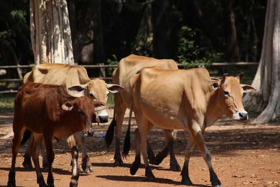 Keine Heiligen Kühe; dafür klapprig und "uff de Gass"