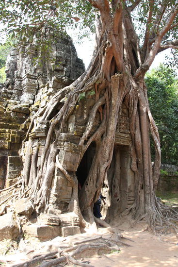 Ta Som von einer Würgefeige umklammert
