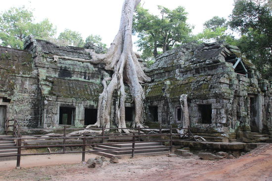 Ta Prom: Würgefeige "sprengt" und hält die Gemäuer zusammen