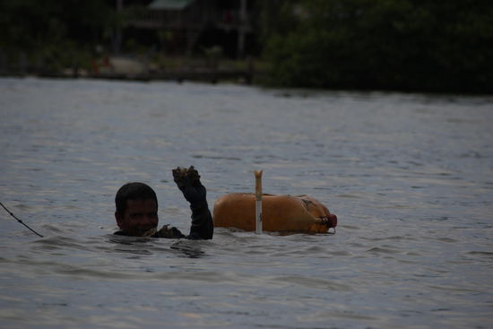 Austerfischer mit seiner "Beute"