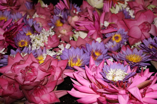 Ein Meer von Lotusblumen vor dem Schrein