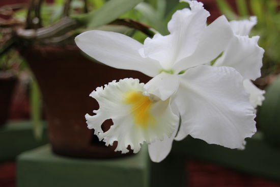 Orchidee im Botanischen Garten