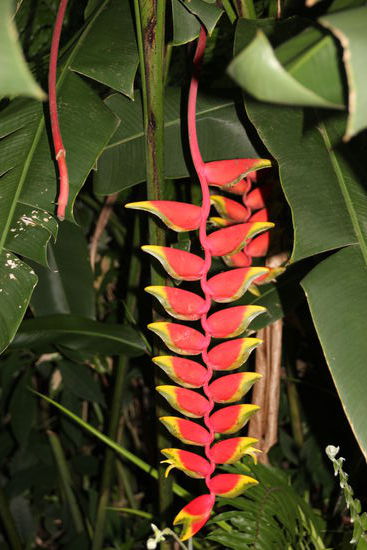 Blüte einer Zierbanane