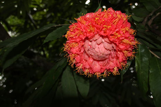 Unbkannte riesige Baumblüte