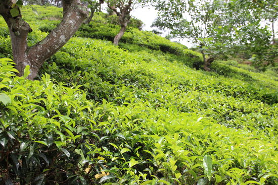 Teeplantagen soweit das Auge reicht