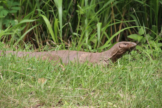 Igwana; eine Art Echse