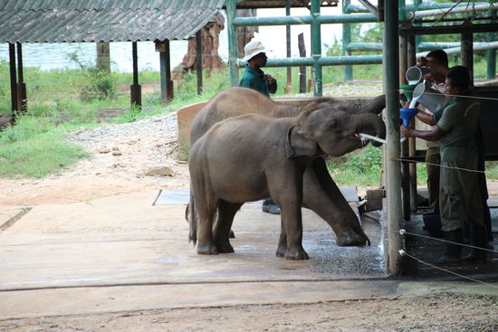 Fütterung im Elefantenwaisenhaus