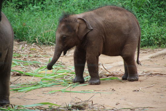 Sieht der nicht trollig aus!