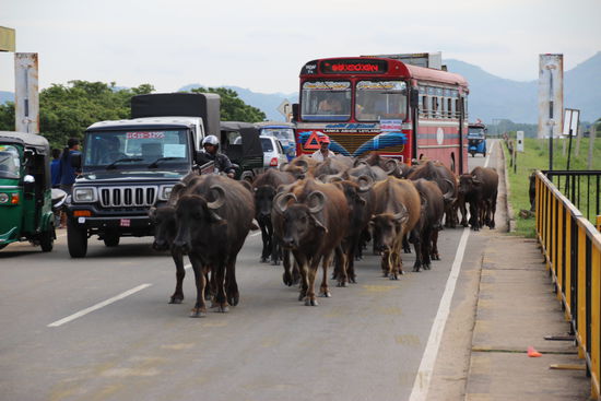 Wasserbüffel als Verkehrshindernis