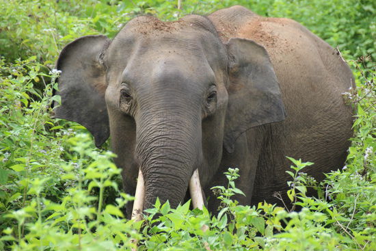 Elefant mit Stoßzähnen (selten)