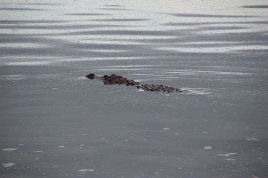 Krokodil auf Lauerstellung