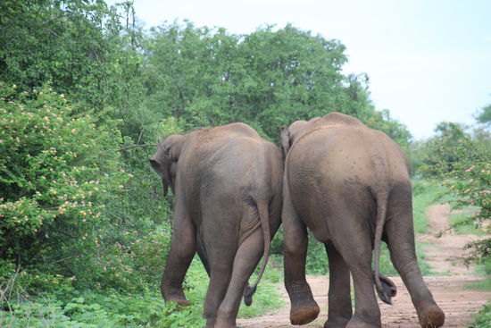 Dickhäuter beim "Kippeln"