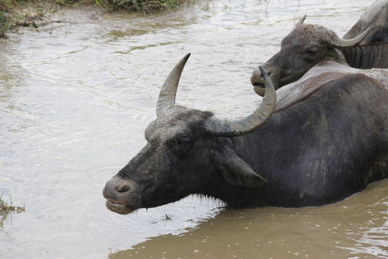 Morgendliches Bad der Wasserbüffel