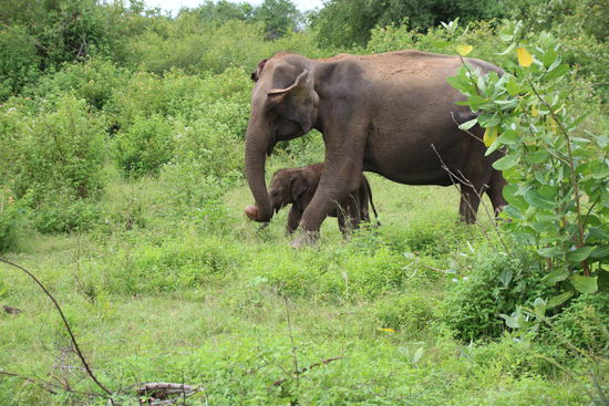 Elefantenmutter beschützt ihr Junges