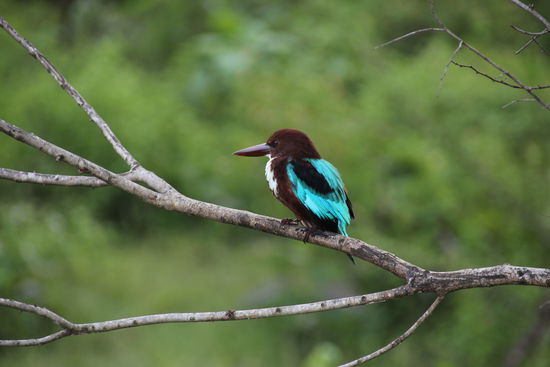 Einer der vielen Vogelarten