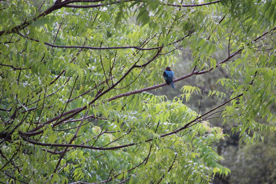 Viele unbekannte Vogelarten im Garten des Guesthouses
