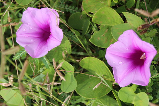 Eine Wickenart am Strand