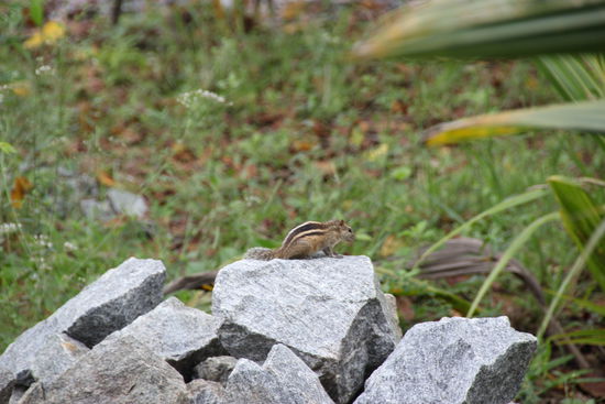 Kleines Eichhörnchen im Garten des Guesthouses