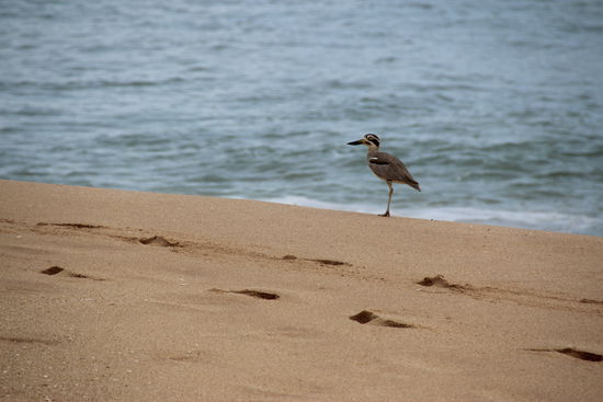 Noch ein Vogel auf Strandtour