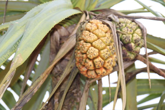 Unbekannte Frucht im Naturreservat