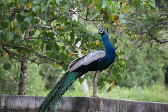 Stolzer Pfau