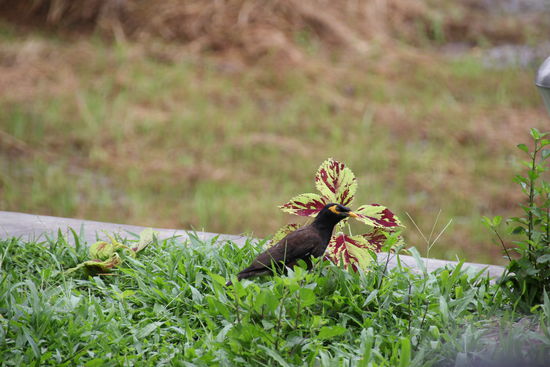 Kleiner Vogel mit gelb umrandetem Auge