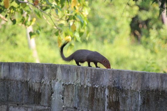 Dieses Tier ist ein Mungoos.