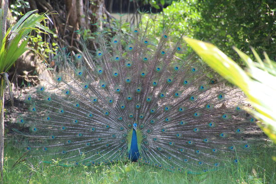 Pfau im Garten unseres Chalets
