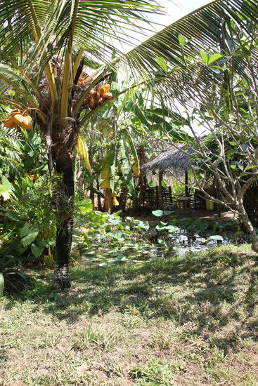 Viel Grün und ein kleiner Teich