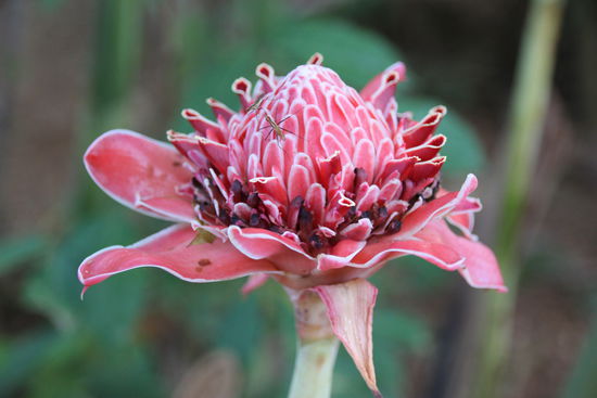 Unbekannte Blüte im Garten des Guesthouse