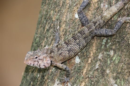 Chamäleon im Garten des Guesthouse