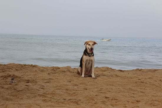 Strandhund am frühen Morgen.
