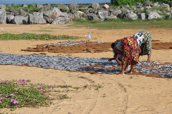 Fische werden 2 Tage zum Trocken an den Strand gelegt. (Dryfish)