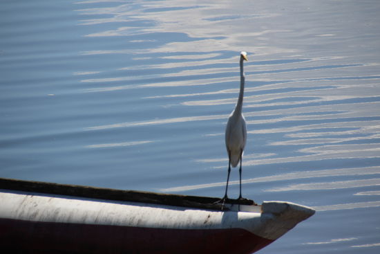 Reiher wartet auf Beute