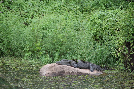 Krokodil in der Tempelanlage von Tantrimale