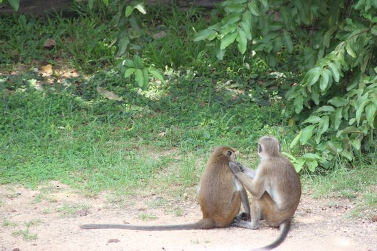 Diese Artgenossen begegnen uns immer wieder in den Tempelanlagen.