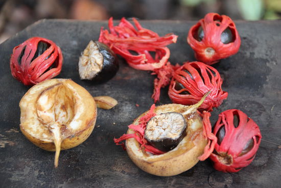 So sieht eine ganze Muskatnuß aus. Wir kennen nur die Nuß. Die rote Ummantelung ist die Blüte.