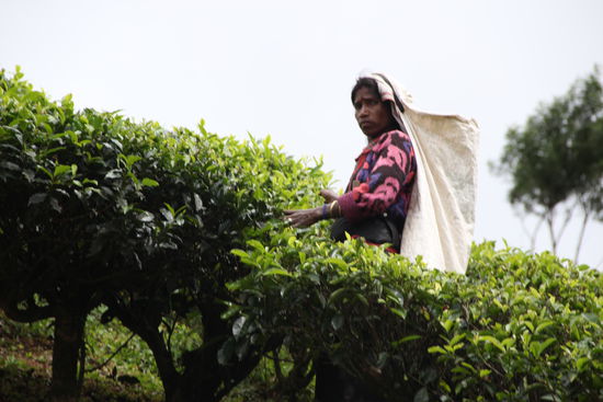 Teepflückerin bei der Arbeit.