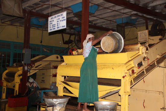 Der Tee wird mit Heißluft getrocknet. Maschine ist über 100 Jahre alt.