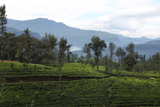 Teeplantagen im Hochland