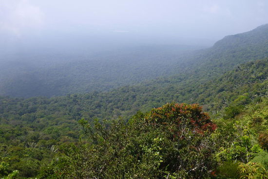 Traumhafte Aussicht über den Dschungel