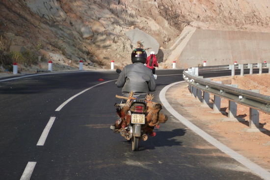 so werden in Südostasien lebende Hühner transportiert 