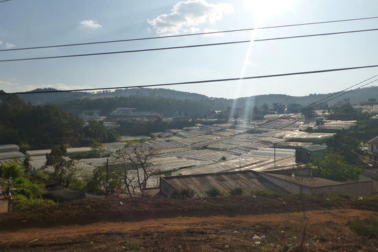 die Gewächshäuser füllen ganze Hänge