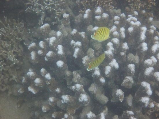 Eindrücke meines ersten Tauchgangs mit Lizenz