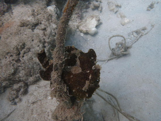 man erkennt es vielleicht nicht richtig, aber auch das ist ein Fisch
