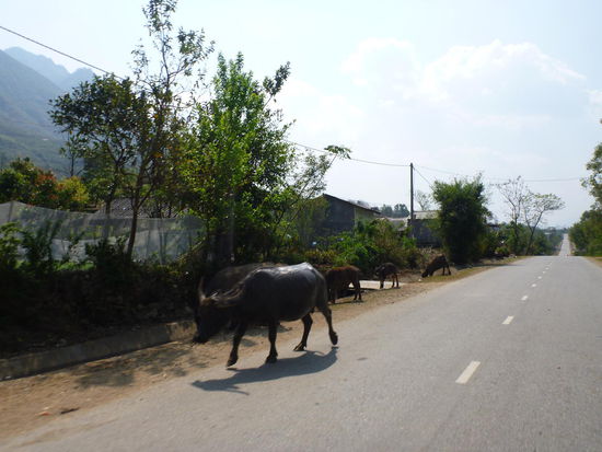Bei dem Motorboketrip konnte es immer wieder vorkommen, dass plötzlich ein Wasserbüffel vor einem stand