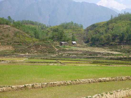 grüne Reisterassen im Tal