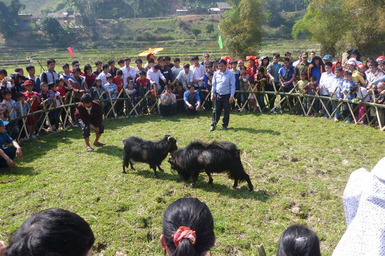 Ziegenkampf bei den Tet Spielen