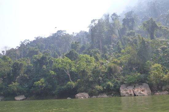 Der Fluss schlängelt sich durch Dschungel...